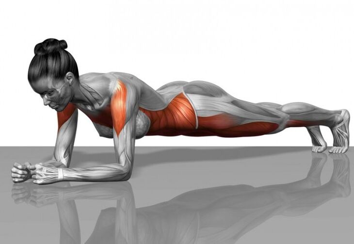 Schéma musculaire